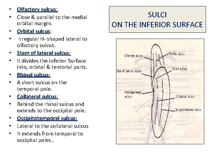  • Olfactory sulcus: • Close & parallel to the medial orbital margin. •