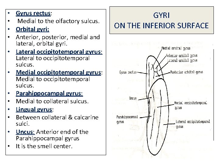  • Gyrus rectus: rectus • Medial to the olfactory sulcus. • Orbital gyri;