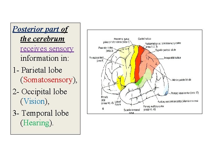 Posterior part of the cerebrum receives sensory information in: 1 - Parietal lobe (Somatosensory),