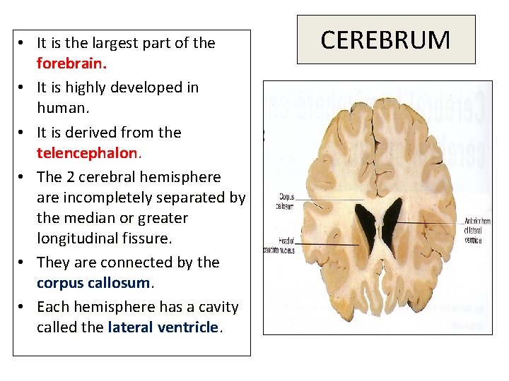  • It is the largest part of the forebrain. • It is highly