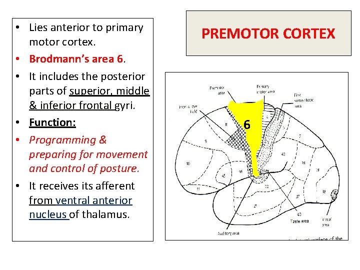  • Lies anterior to primary motor cortex. • Brodmann’s area 6. 6 •