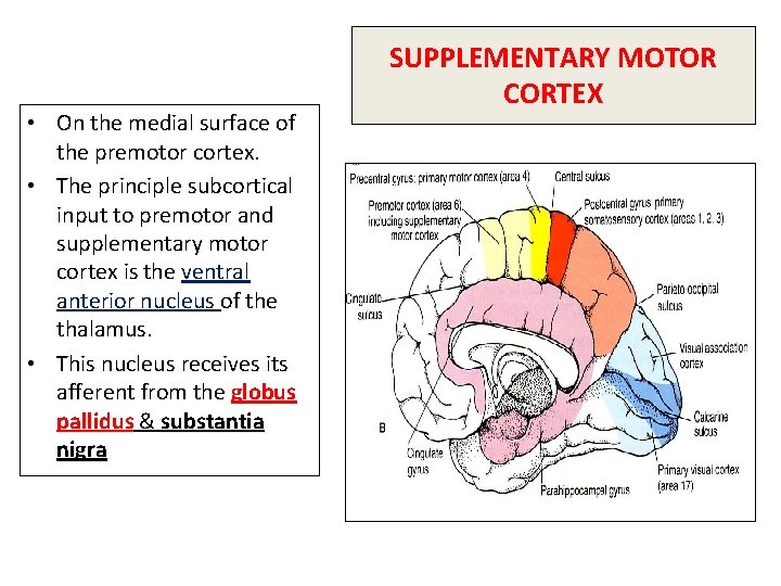  • On the medial surface of the premotor cortex. • The principle subcortical