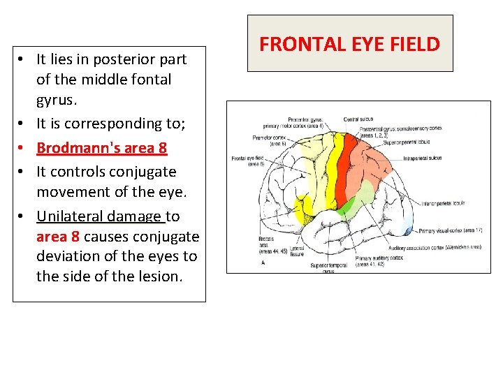  • It lies in posterior part of the middle fontal gyrus. • It