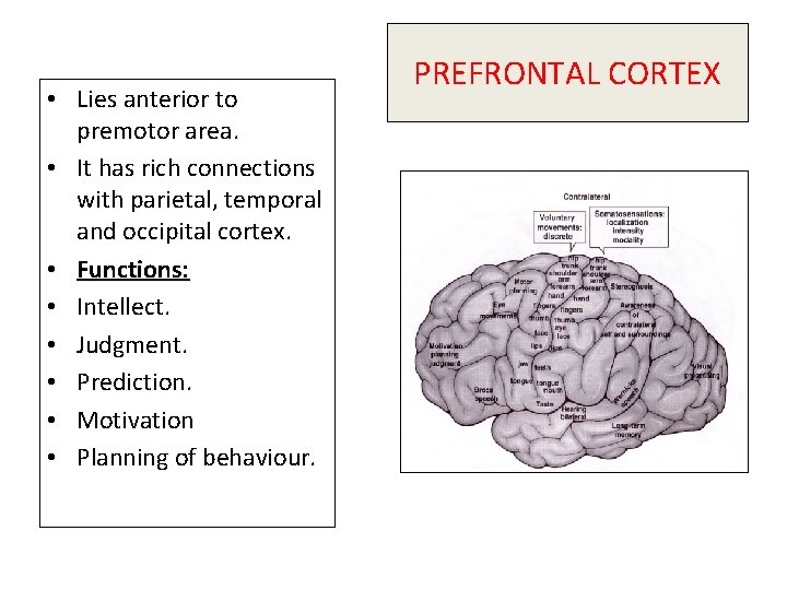  • Lies anterior to premotor area. • It has rich connections with parietal,