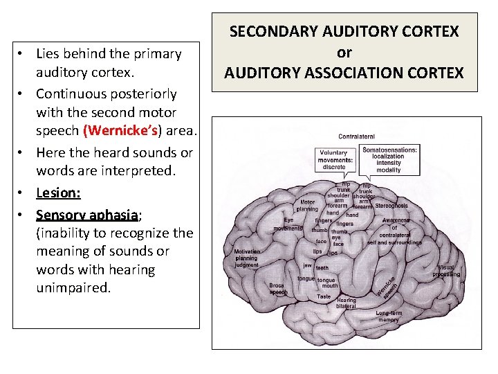  • Lies behind the primary auditory cortex. • Continuous posteriorly with the second