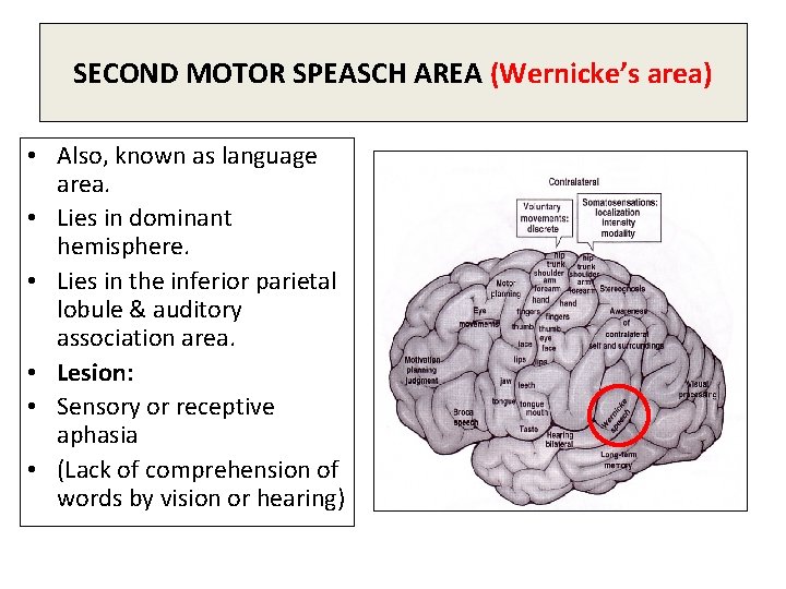 SECOND MOTOR SPEASCH AREA (Wernicke’s area) • Also, known as language area. • Lies