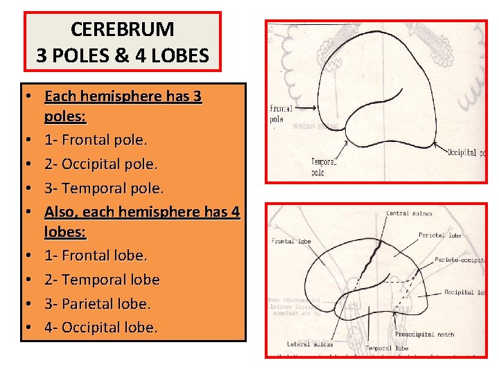 CEREBRUM 3 POLES & 4 LOBES • Each hemisphere has 3 poles: • 1