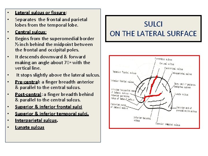  • • • Lateral sulcus or fissure: Separates the frontal and parietal lobes