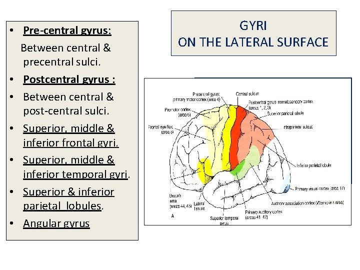  • Pre-central gyrus: Between central & precentral sulci. • Postcentral gyrus : •