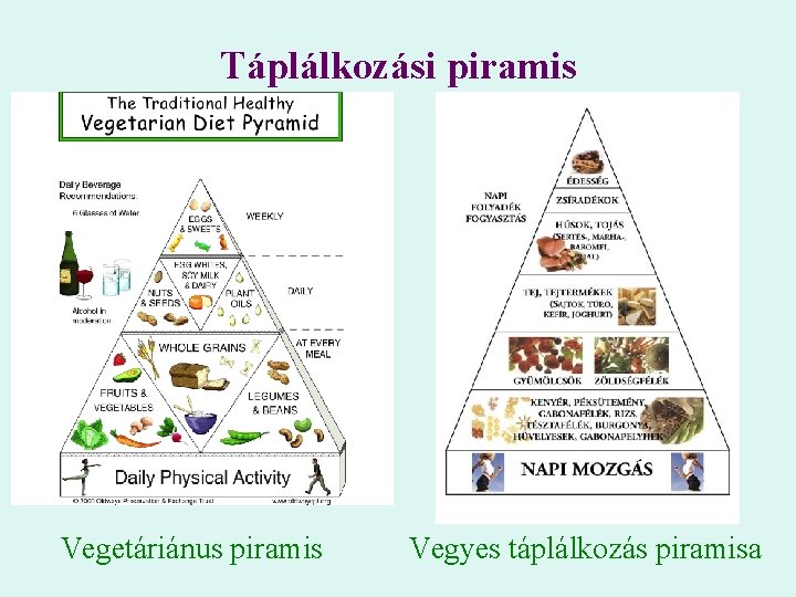 Táplálkozási piramis Vegetáriánus piramis Vegyes táplálkozás piramisa 