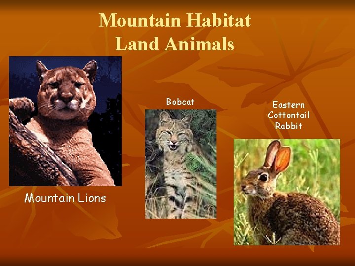 Mountain Habitat Land Animals Bobcat Mountain Lions Eastern Cottontail Rabbit 
