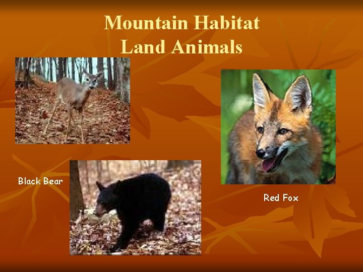 Mountain Habitat Land Animals Black Bear Red Fox 