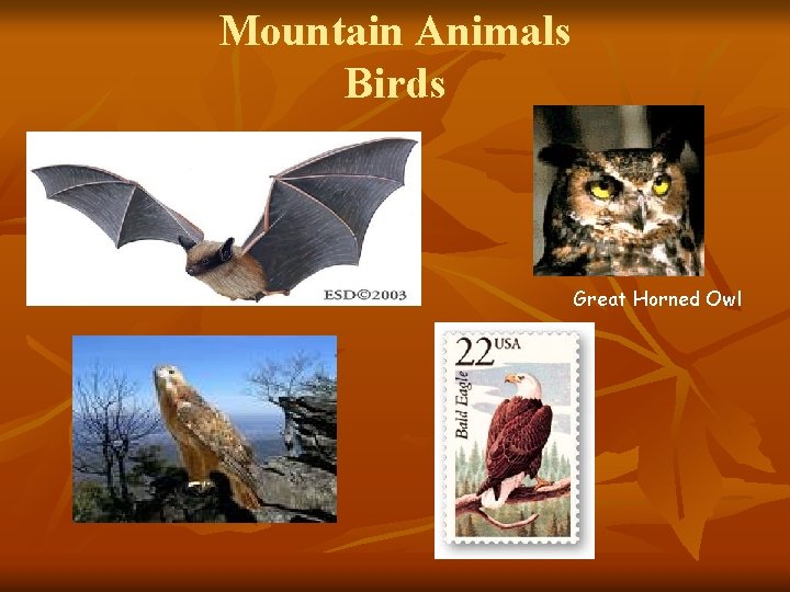 Mountain Animals Birds Great Horned Owl 