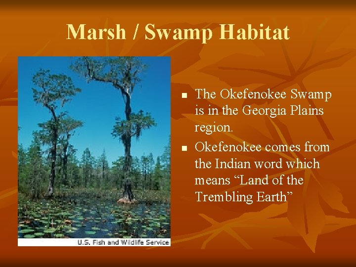 Marsh / Swamp Habitat n n The Okefenokee Swamp is in the Georgia Plains