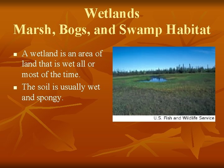 Wetlands Marsh, Bogs, and Swamp Habitat n n A wetland is an area of