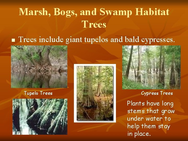 Marsh, Bogs, and Swamp Habitat Trees n Trees include giant tupelos and bald cypresses.