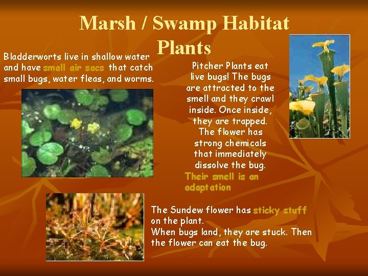 Marsh / Swamp Habitat Plants Bladderworts live in shallow water and have small air