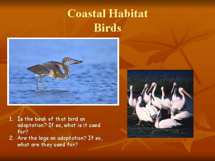 Coastal Habitat Birds 1. Is the beak of that bird an adaptation? If so,