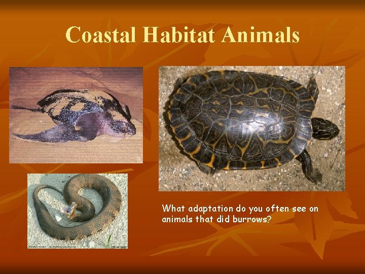 Coastal Habitat Animals What adaptation do you often see on animals that did burrows?