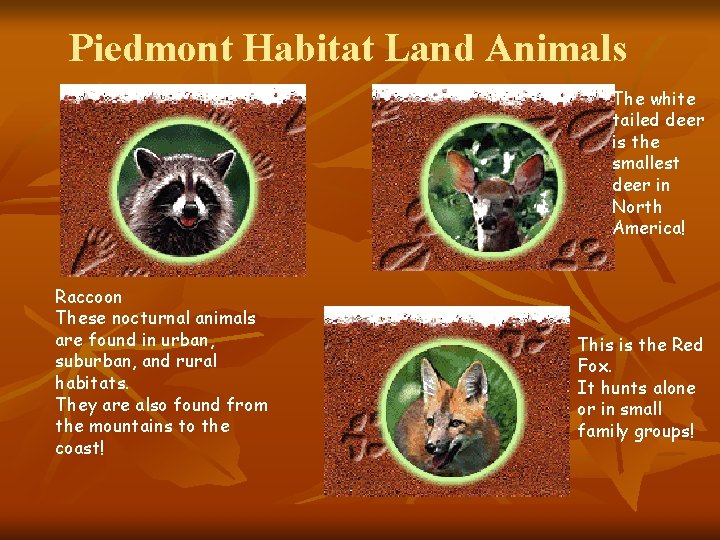 Piedmont Habitat Land Animals The white tailed deer is the smallest deer in North
