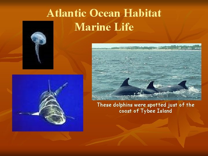 Atlantic Ocean Habitat Marine Life These dolphins were spotted just of the coast of