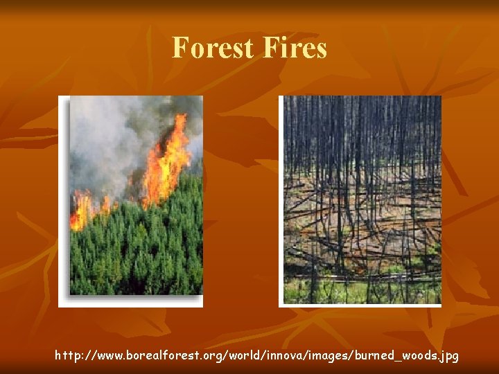 Forest Fires http: //www. borealforest. org/world/innova/images/burned_woods. jpg 