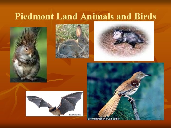 Piedmont Land Animals and Birds 