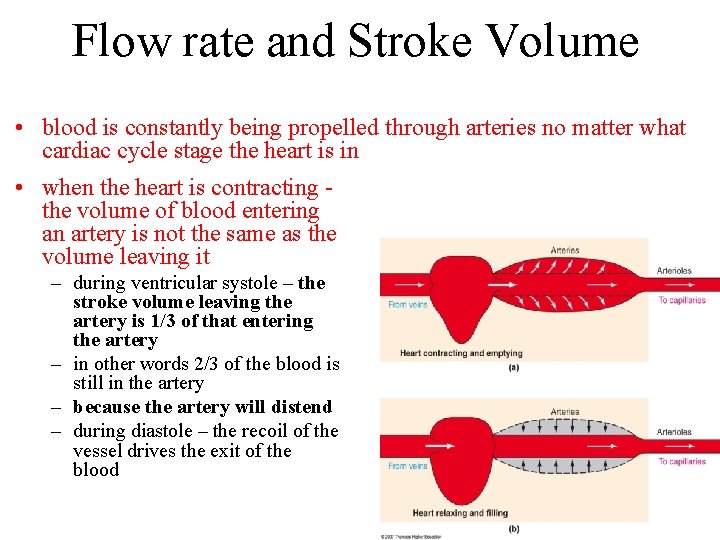 Flow rate and Stroke Volume • blood is constantly being propelled through arteries no