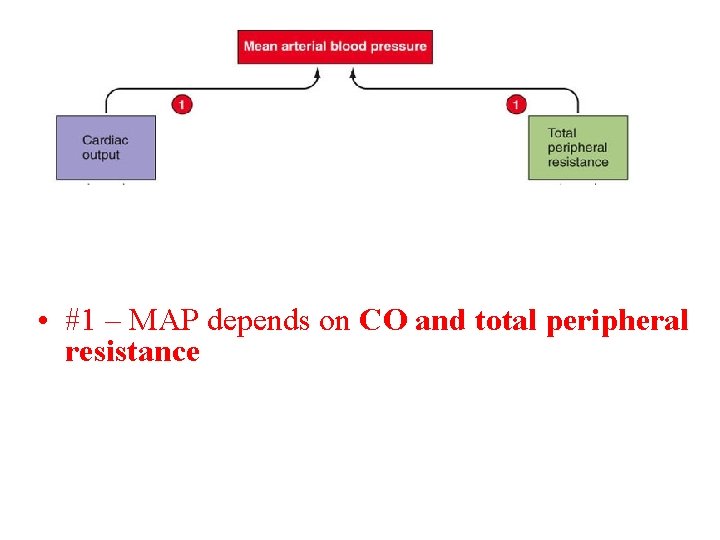 • #1 – MAP depends on CO and total peripheral resistance   • #1 – MAP depends on CO and total peripheral resistance