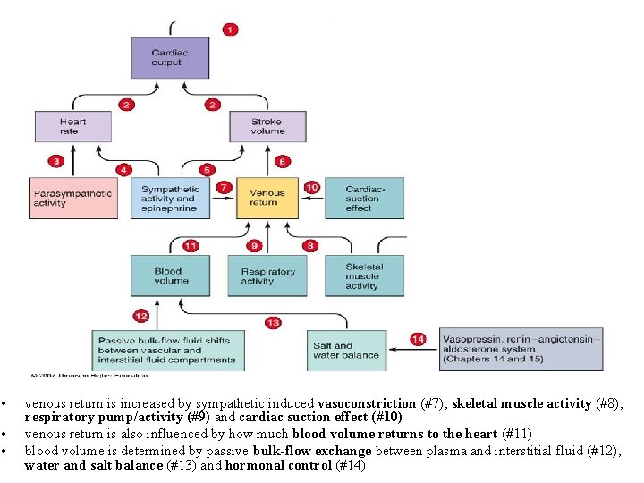  • • • venous return is increased by sympathetic induced vasoconstriction (#7), skeletal