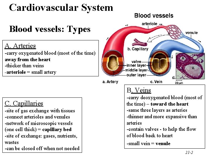 Cardiovascular System Blood vessels: Types A. Arteries -carry oxygenated blood (most of the time)