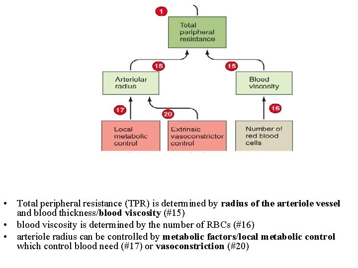  • Total peripheral resistance (TPR) is determined by radius of the arteriole vessel