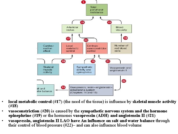 • • • local metabolic control (#17) (the need of the tissue) is  • • • local metabolic control (#17) (the need of the tissue) is