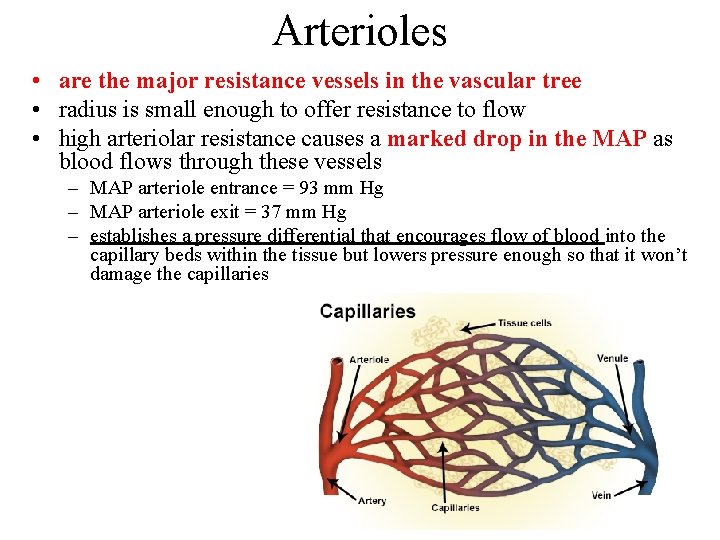 Arterioles • are the major resistance vessels in the vascular tree • radius is Arterioles • are the major resistance vessels in the vascular tree • radius is