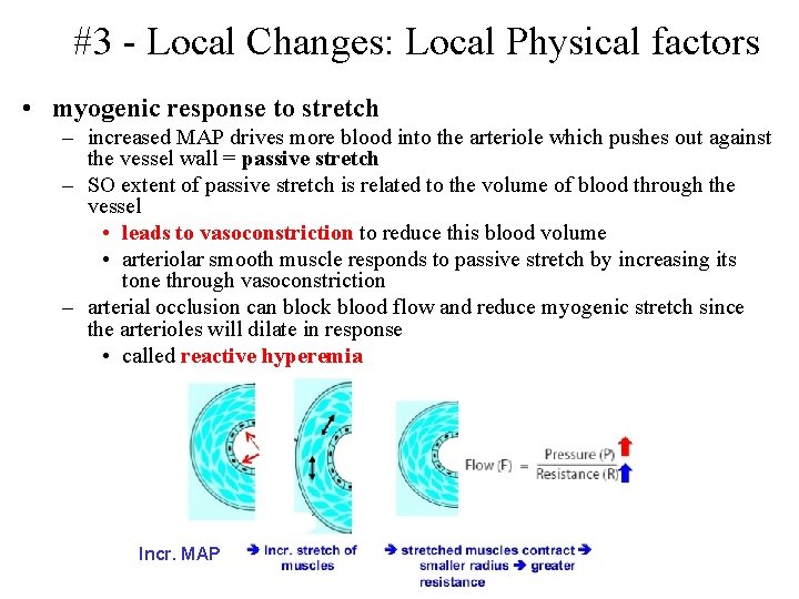 #3 - Local Changes: Local Physical factors • myogenic response to stretch – increased #3 - Local Changes: Local Physical factors • myogenic response to stretch – increased