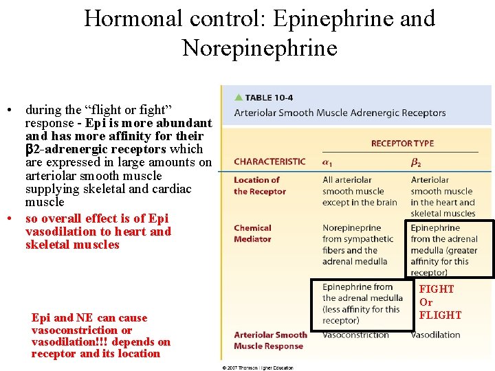 Hormonal control: Epinephrine and Norepinephrine • during the “flight or fight” response - Epi