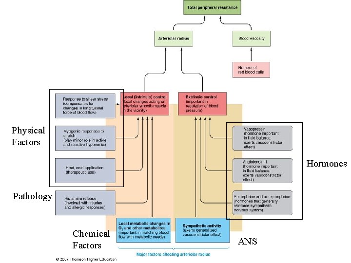 Physical Factors Hormones Pathology Chemical Factors ANS 