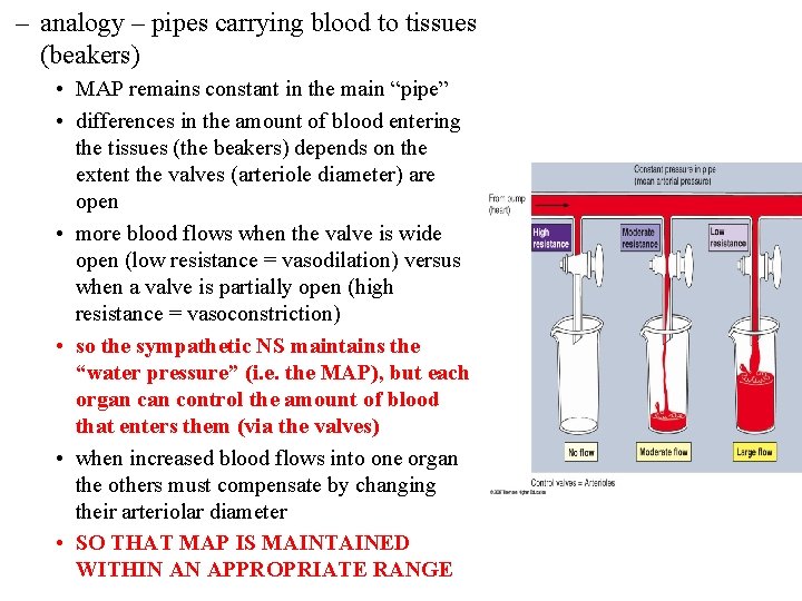 – analogy – pipes carrying blood to tissues (beakers) • MAP remains constant in – analogy – pipes carrying blood to tissues (beakers) • MAP remains constant in
