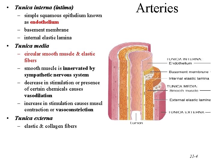  • Tunica interna (intima) – simple squamous epithelium known as endothelium – basement