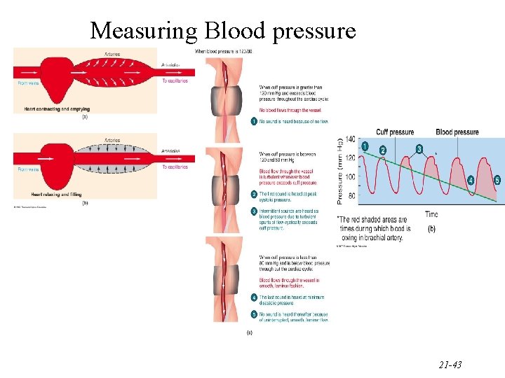 Measuring Blood pressure 21 -43  Measuring Blood pressure 21 -43
