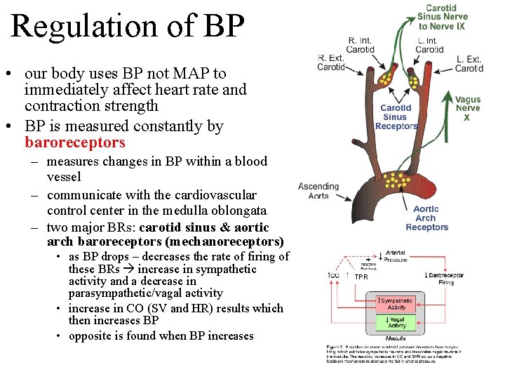 Regulation of BP • our body uses BP not MAP to immediately affect heart