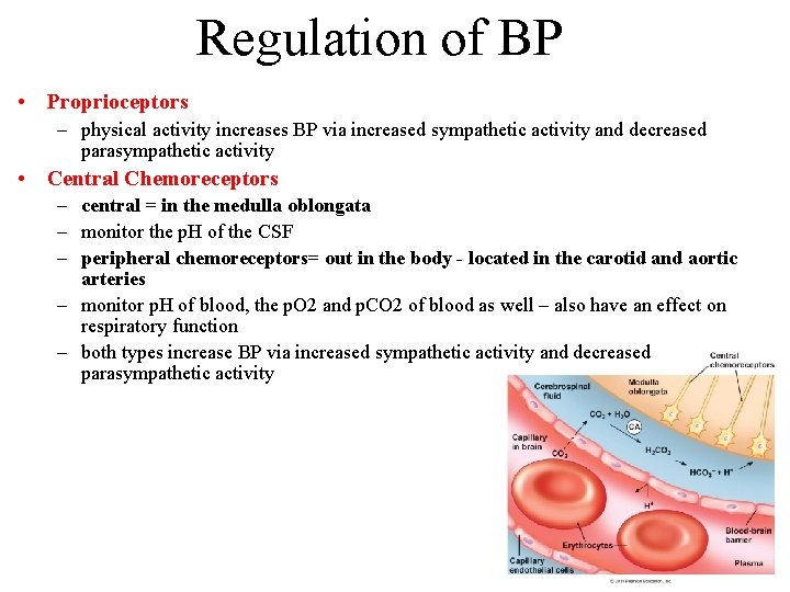 Regulation of BP • Proprioceptors – physical activity increases BP via increased sympathetic activity