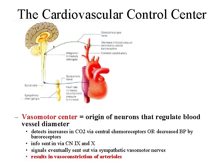 The Cardiovascular Control Center – Vasomotor center = origin of neurons that regulate blood The Cardiovascular Control Center – Vasomotor center = origin of neurons that regulate blood