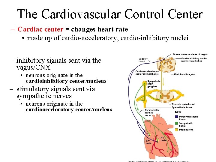 The Cardiovascular Control Center – Cardiac center = changes heart rate • made up The Cardiovascular Control Center – Cardiac center = changes heart rate • made up