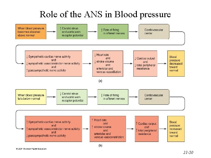 Role of the ANS in Blood pressure 21 -50 