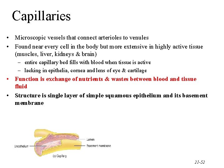 Capillaries • Microscopic vessels that connect arterioles to venules • Found near every cell