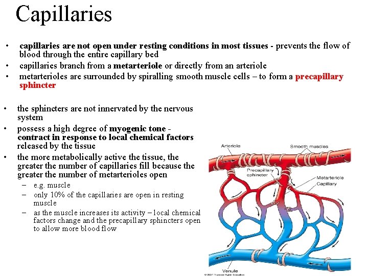 Capillaries • • • capillaries are not open under resting conditions in most tissues