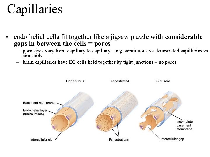 Capillaries • endothelial cells fit together like a jigsaw puzzle with considerable gaps in Capillaries • endothelial cells fit together like a jigsaw puzzle with considerable gaps in