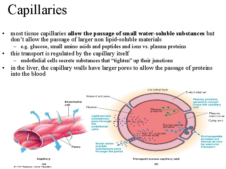 Capillaries • most tissue capillaries allow the passage of small water-soluble substances but don’t