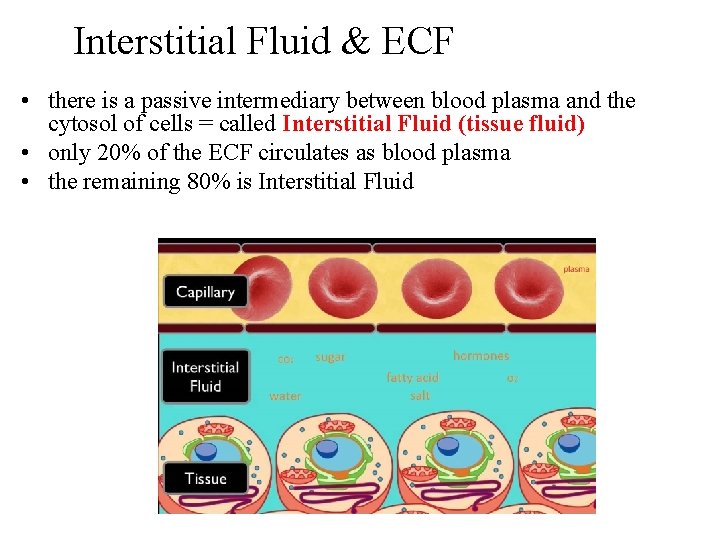 Interstitial Fluid & ECF • there is a passive intermediary between blood plasma and Interstitial Fluid & ECF • there is a passive intermediary between blood plasma and